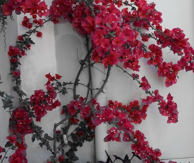 Fotos del hotel Abbraccia Morfeo Roma:  23